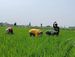 Maksimalkan Pertumbuhan Tanaman Padi, Babinsa Kelurahan Tanjungsari Bantu Petani Bersihkan Gulma