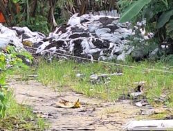 Gubernur Sultra Diminta Copot Dinas Lingkungan Hidup sultra serta Menghentikan Aktivitas PT Triyasa Pirsa Utama dan PT Trust Certified International