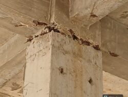 Gagal Mutuh Proyek RKB SMPN 4 Kendari: EIMPI, kejati didesak periksa disdikbud dan PPK