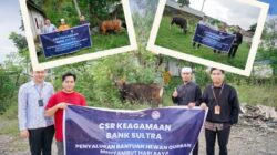 Bank Sultra Salurkan CSR Hewan Qurban  23 Ekor Sapi Se-Sultra di Hari Raya Idul Adha 1447 H
