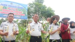 Lapas Kelas IIA Kendari Laksanakan Panen Raya Jagung Dukung Ketahanan Pangan Kementerian Imigrasi dan Pemasyarakatan