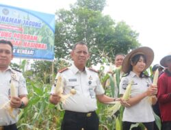 Lapas Kelas IIA Kendari Laksanakan Panen Raya Jagung Dukung Ketahanan Pangan Kementerian Imigrasi dan Pemasyarakatan